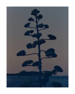 Plagát Hvar Agave Flower by Armin Tehrani