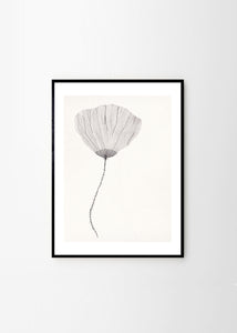 Plagát Poppy by Ana Frois