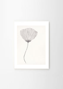 Plagát Poppy by Ana Frois