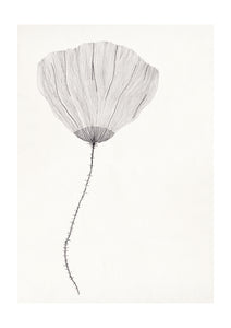 Plagát Poppy by Ana Frois